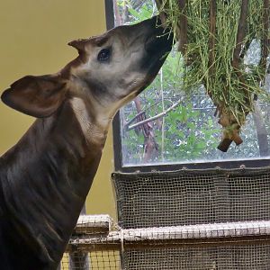 Okapi (Okapia johnstoni)