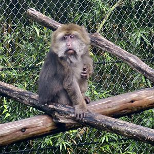 Tibetan Macaque (Macaca thibetana thibetana)