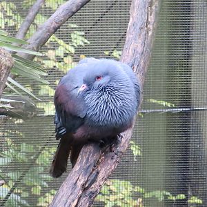 Goliath Imperial Pigeon (Ducula goliath)