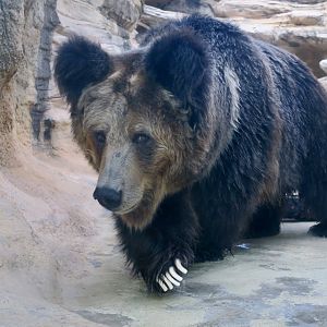 Tibetan Blue Bear (Ursus arctos pruinosus)