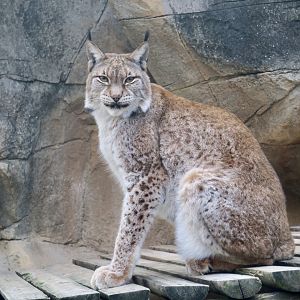 Eurasian Lynx (Lynx lynx)