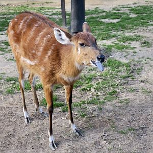 Western Sitatunga (Tragelaphus spekii gratus) female