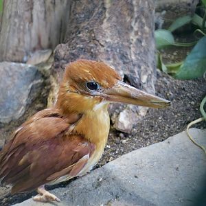 Ruddy Kingfisher (Halcyon coromanda)
