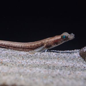 Alligatorfish (Aspidophoroides monopterygius)