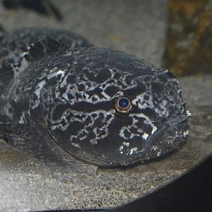 Vermiculated blobfish (Ebinania vermiculata)