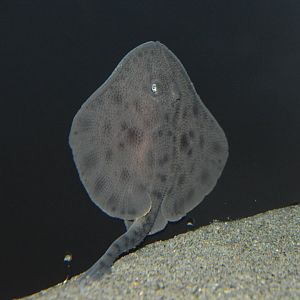 Eremo skate (Bathyraja trachouros)