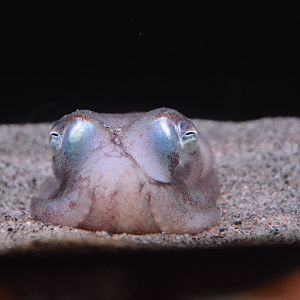 Stubby squid (Rossia pacifica pacifica)