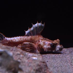 Dragon poacher (Percis japonica)