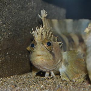 Bearded warbonnet (Chirolophis snyderi)