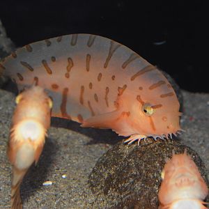 Barred snailfish (Crystallichthys matsushimae)