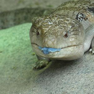 Blue-tongued Skink