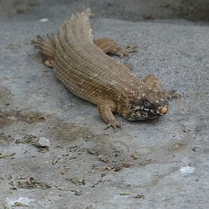 Spiny-tailed Skink
