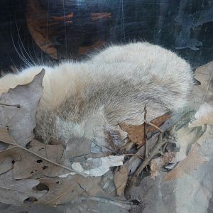 Sand Cat at the North Carolina Zoo