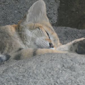 Sand Cat at the North Carolina Zoo