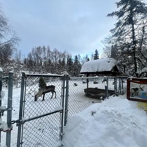 Caribou Exhibit