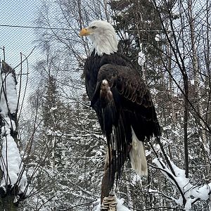 Bald Eagle