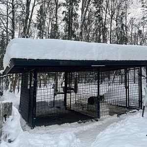 Coyote “denning” area