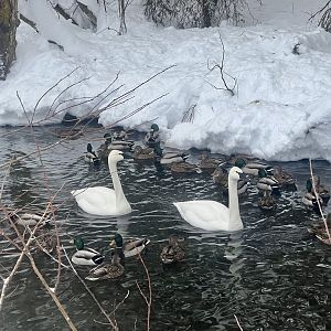 Trumpeter Swans with wild Mallards