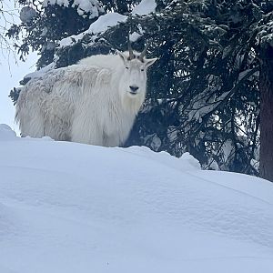 Mountain Goat
