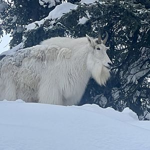 Mountain Goat