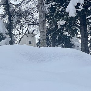 Mountain Goat