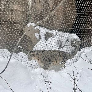 Snow Leopard