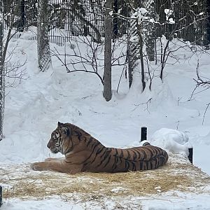 Amur Tiger