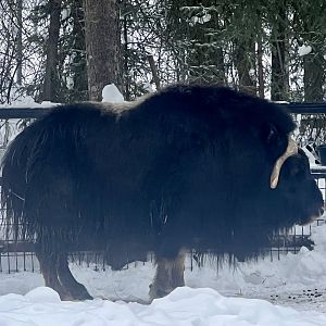 Muskox
