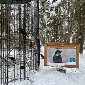 Raven Exhibit
