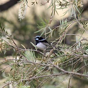Superb Fairywren