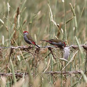 Red-browed Finch