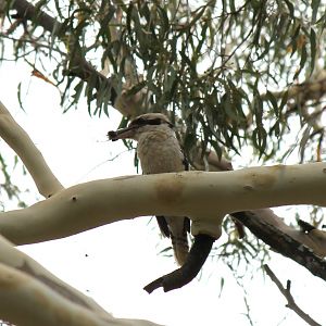 Laughing Kookaburra