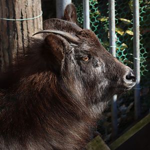 Japanese Serow (Shikoku population)