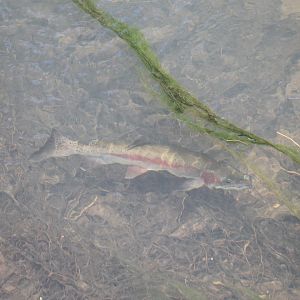 Rainbow Trout