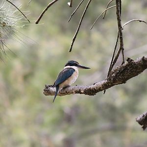 Sacred Kingfisher