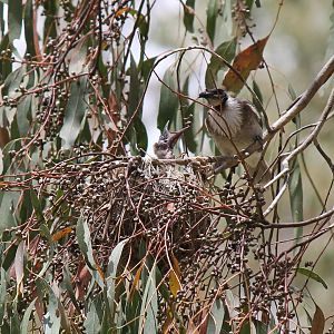 Noisy Friarbird