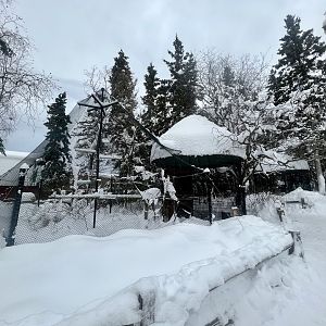 Red-Tailed Hawk Exhibit