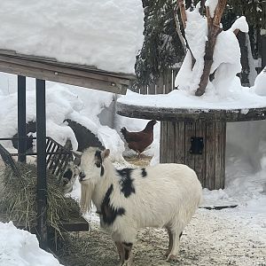 Goats and Chickens