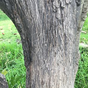 Claw marks on tree in lion exhibit