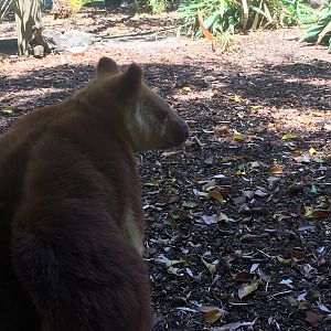 Goodfellow's Tree Kangaroo