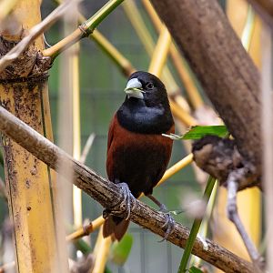 Black-headed Mannikin