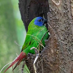 Blue-faced Parrotfinch