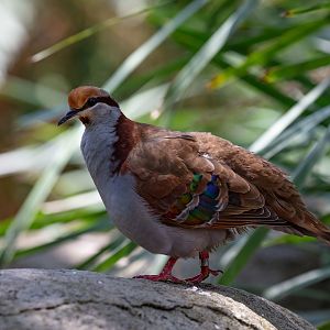 Brush Bronzewing