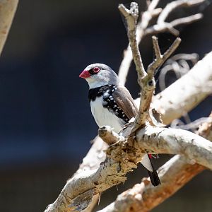 Diamond Firetail