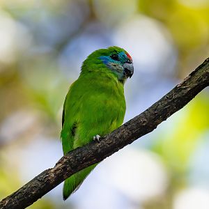 Double-eyed Fig Parrot