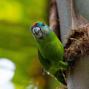 Double-eyed Fig Parrot