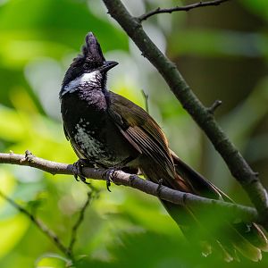 Eastern Whipbird