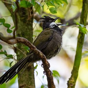 Eastern Whipbird