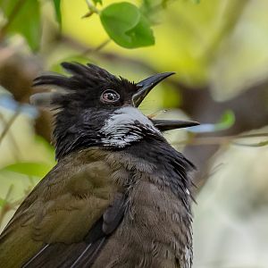 Eastern Whipbird