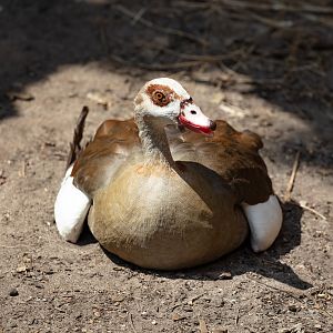 Egyptian Goose
